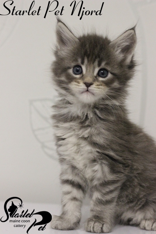 Starlet Pet Njord - maine-coon