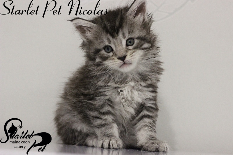 Starlet Pet Nicolas - мейн-кун