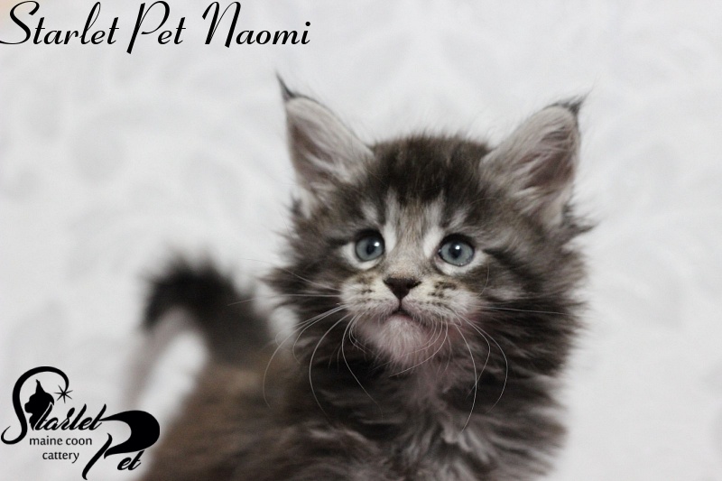 Starlet Pet Naomi - maine-coon