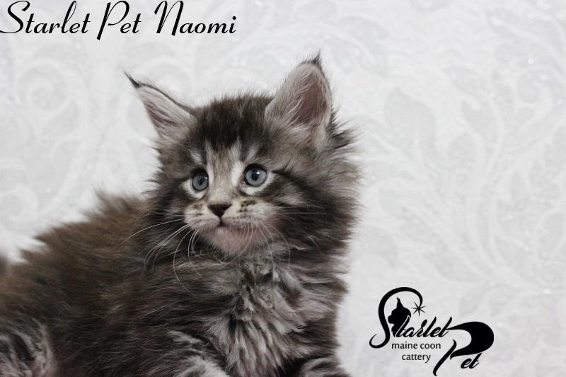 Starlet Pet Naomi - maine-coon