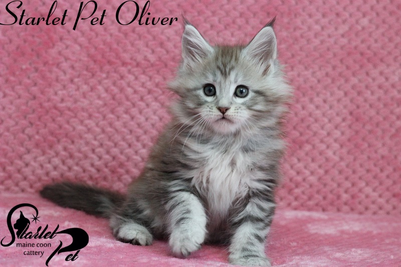 Starlet Pet Oliver - maine-coon