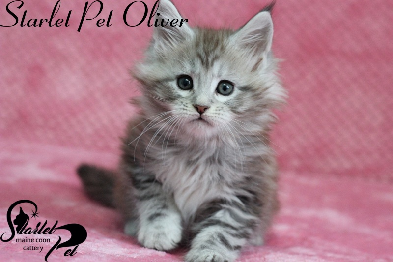 Starlet Pet Oliver - maine-coon