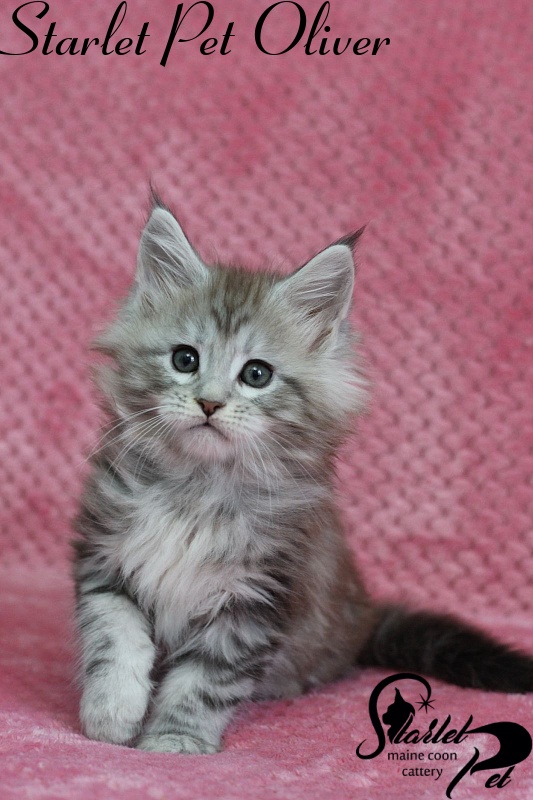 Starlet Pet Oliver - maine-coon