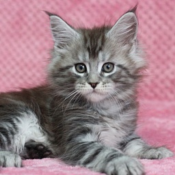 Starlet Pet Odysseus