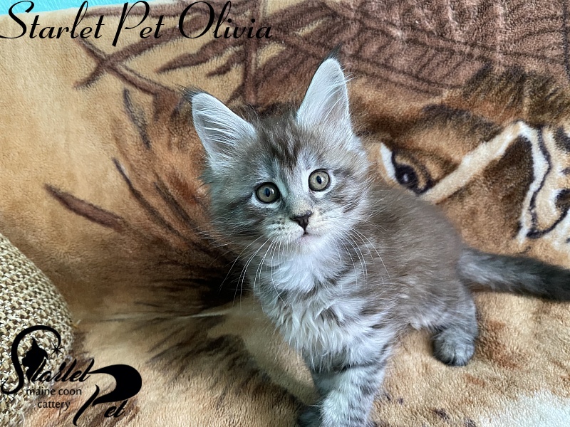 Starlet Pet Olivia - maine-coon