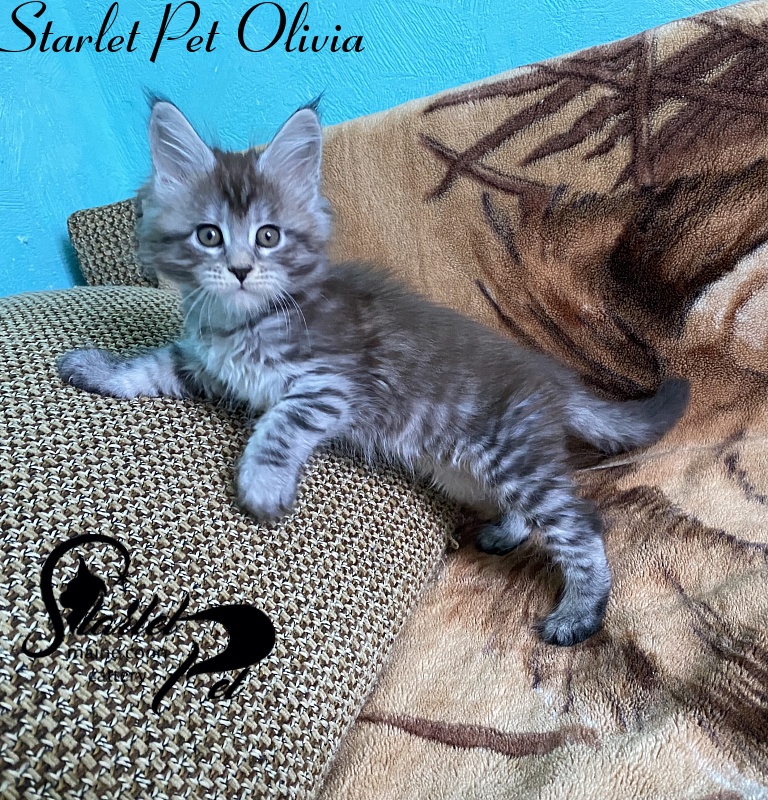 Starlet Pet Olivia - maine-coon