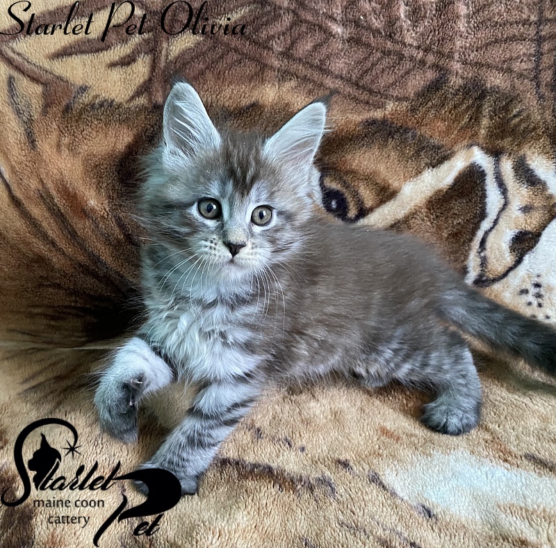 Starlet Pet Olivia - maine-coon