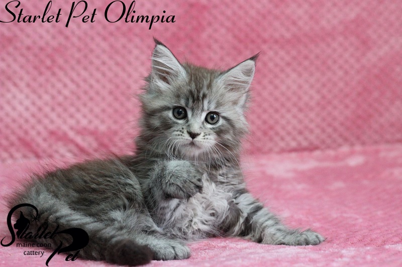 Starlet Pet Olimpia - maine-coon