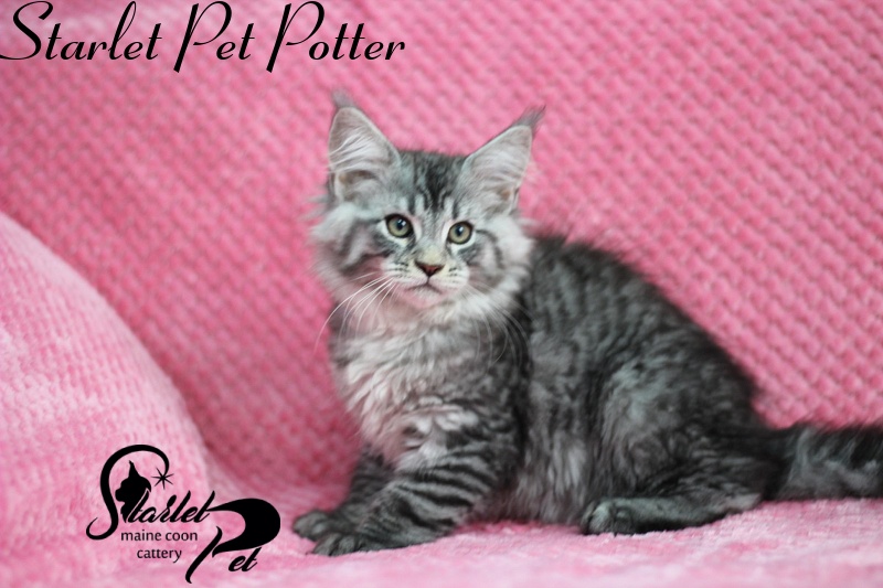 Starlet Pet Potter - maine-coon