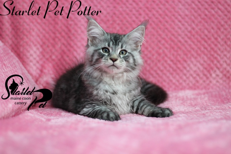 Starlet Pet Potter - maine-coon
