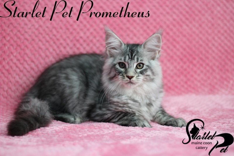 Starlet Pet Prometheus - maine-coon
