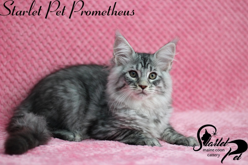 Starlet Pet Prometheus - maine-coon