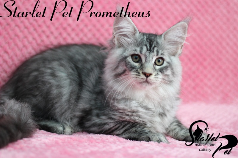 Starlet Pet Prometheus - maine-coon