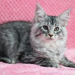 Starlet Pet Prometheus