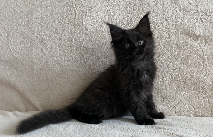 Starlet Pet Perseus - Kitten maine-coon 2 months 2 weeks