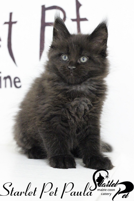 Starlet Pet Paula - maine-coon