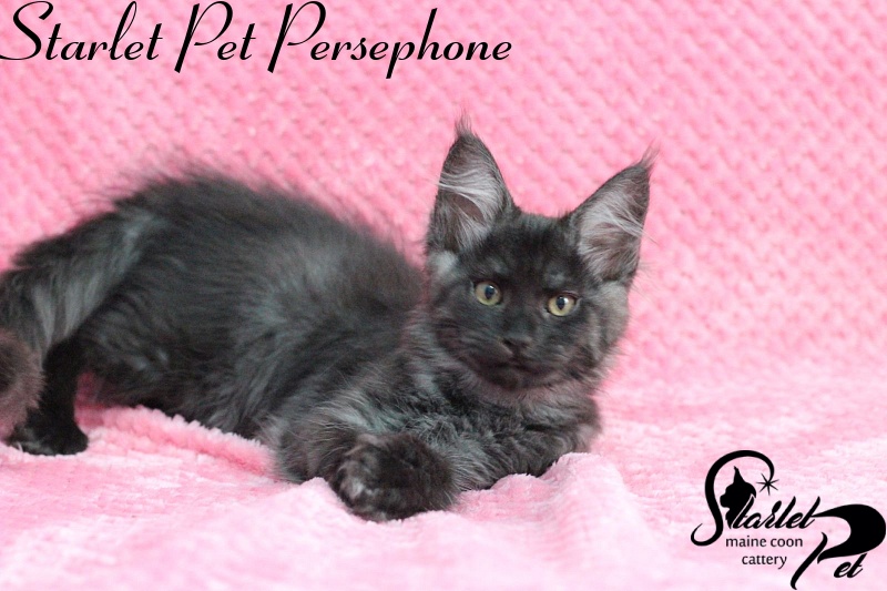 Starlet Pet Persephone - maine-coon