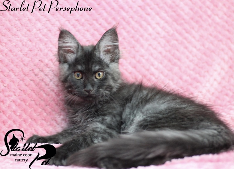 Starlet Pet Persephone - maine-coon