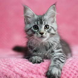 Starlet Pet Penelope