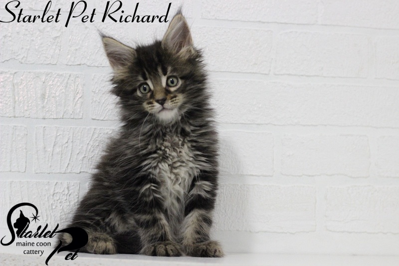 Starlet Pet Richard - maine-coon