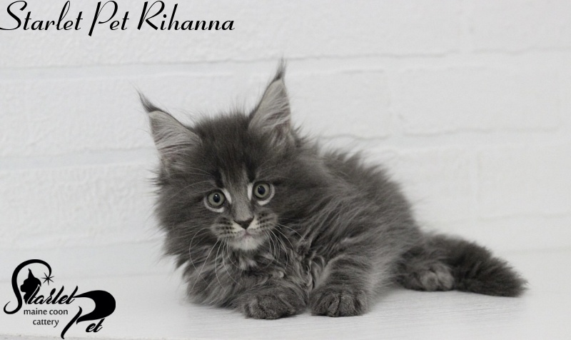 Starlet Pet Rihanna - maine-coon