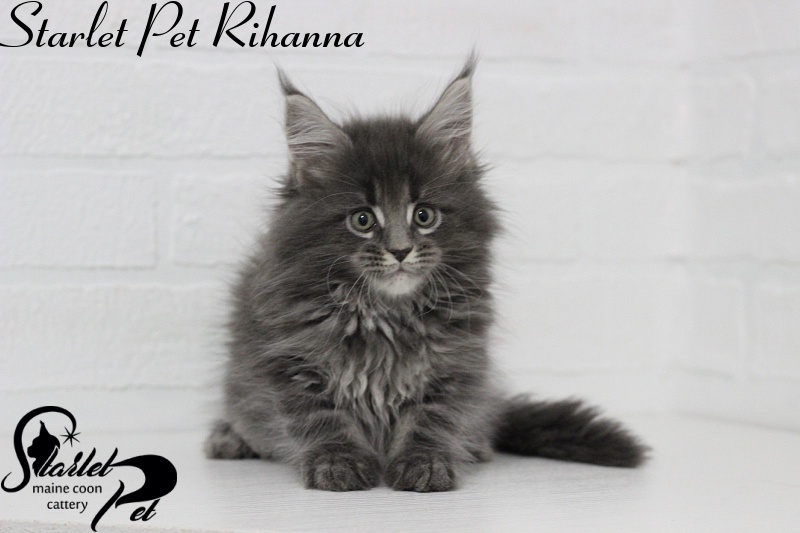 Starlet Pet Rihanna - maine-coon