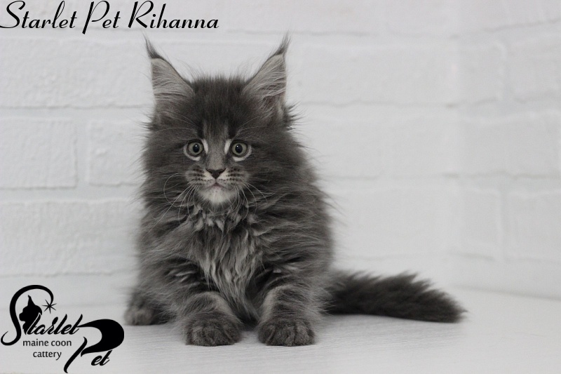 Starlet Pet Rihanna - maine-coon
