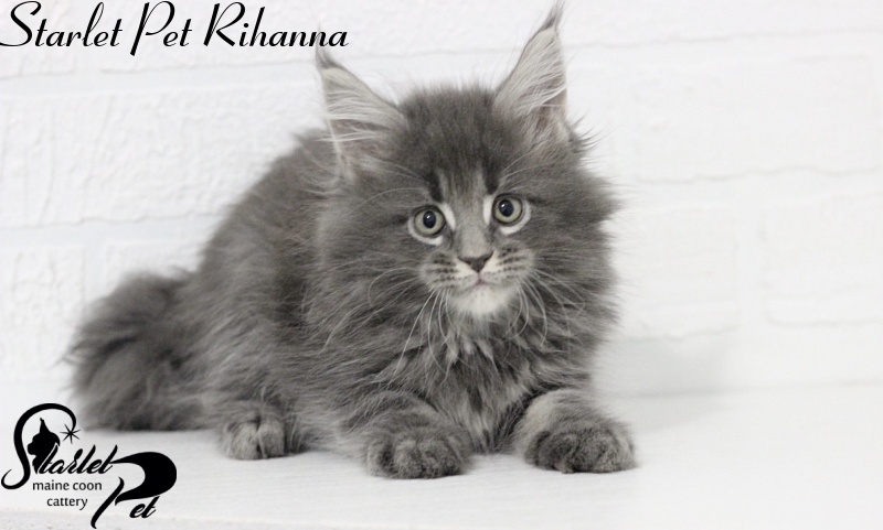 Starlet Pet Rihanna - maine-coon