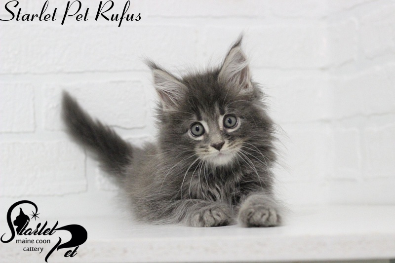 Starlet Pet Rufus - maine-coon