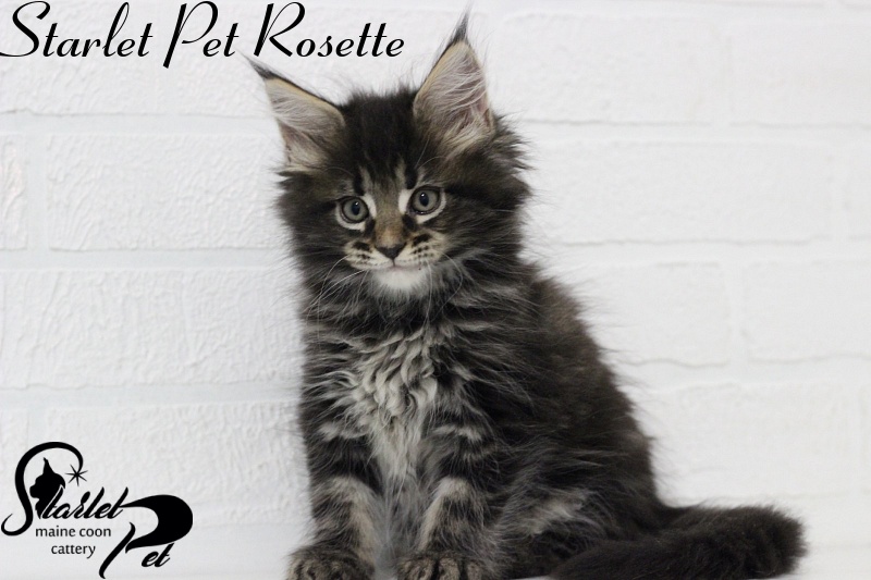 Starlet Pet Rosette - maine-coon