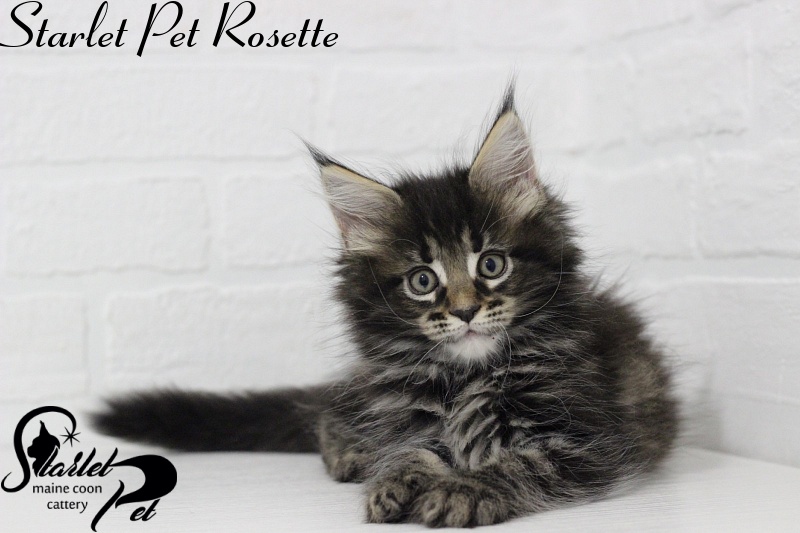 Starlet Pet Rosette - maine-coon
