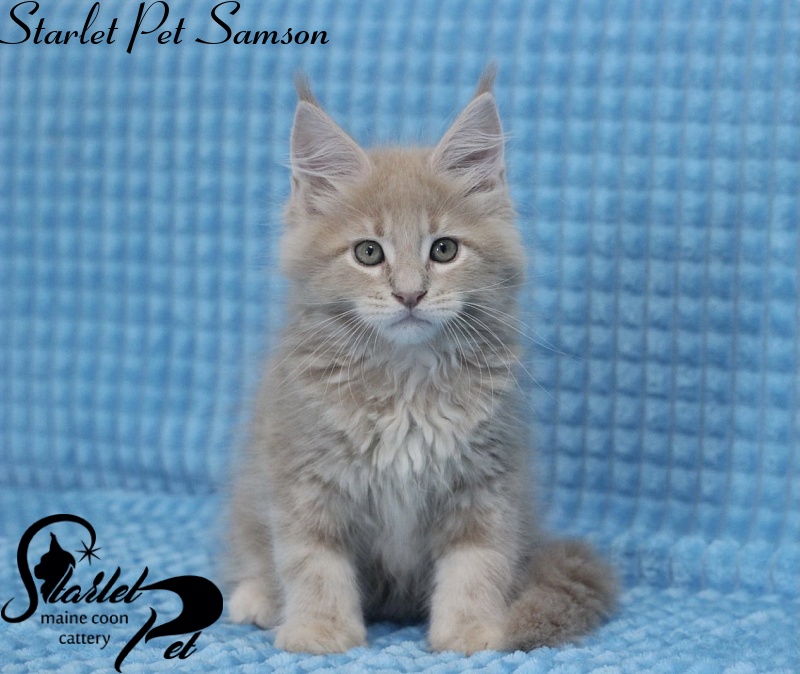Starlet Pet Samson - maine-coon