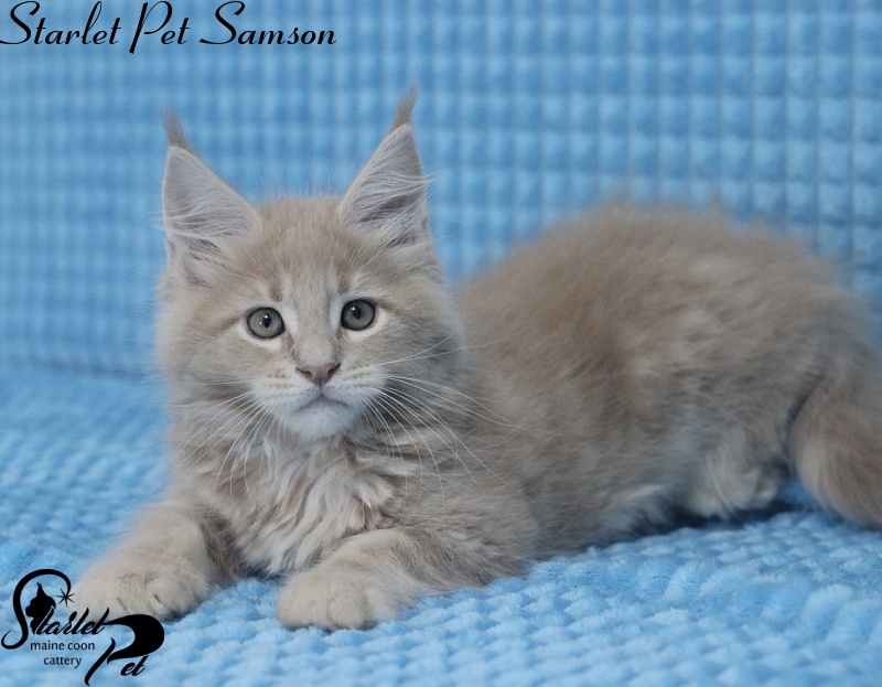 Starlet Pet Samson - maine-coon