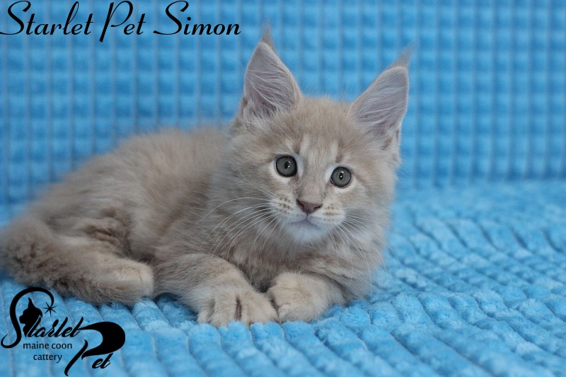 Starlet Pet Simon - maine-coon