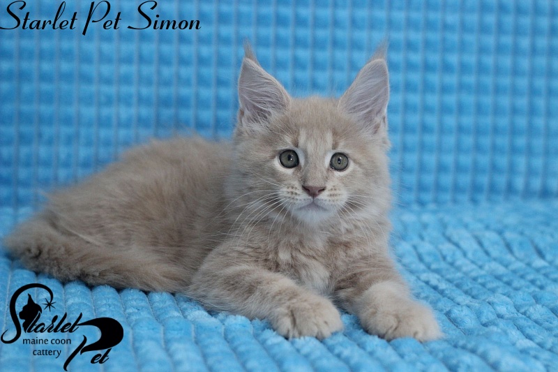 Starlet Pet Simon - maine-coon