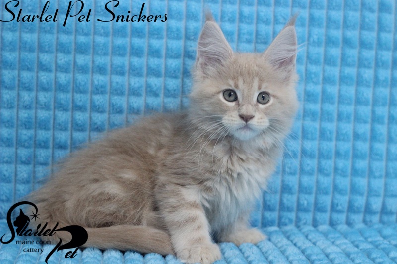 Starlet Pet Snickers - maine-coon