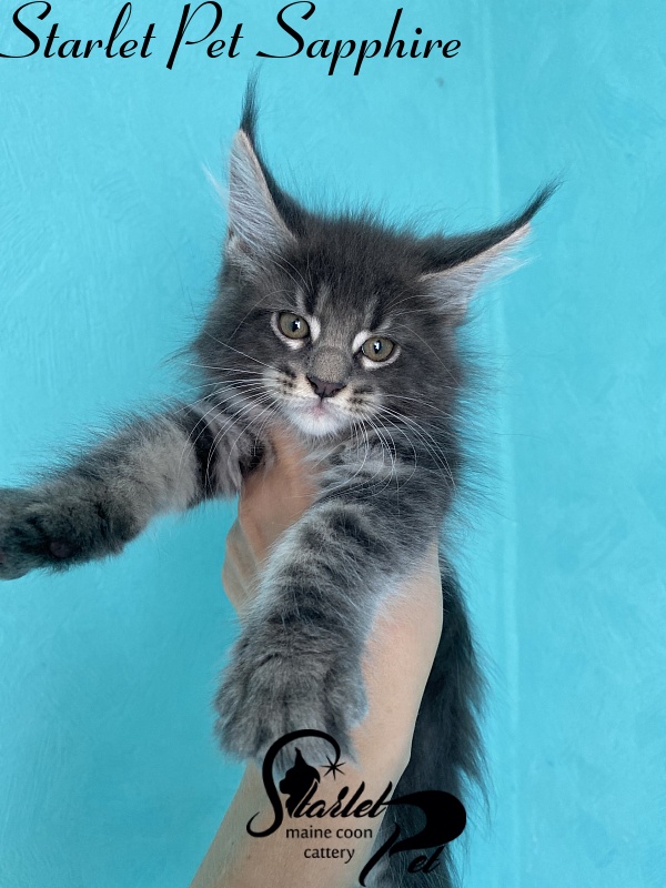 Starlet Pet Sapphire - maine-coon
