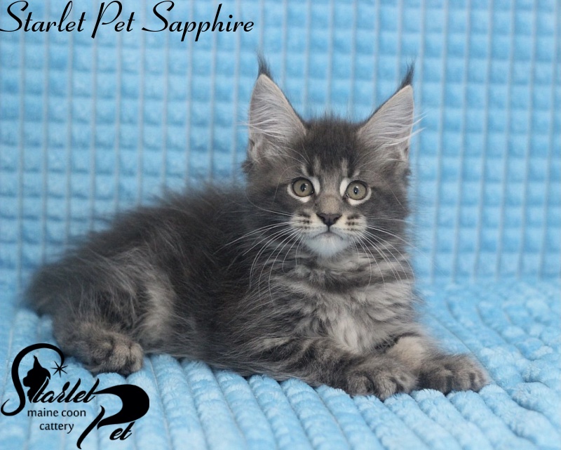 Starlet Pet Sapphire - maine-coon