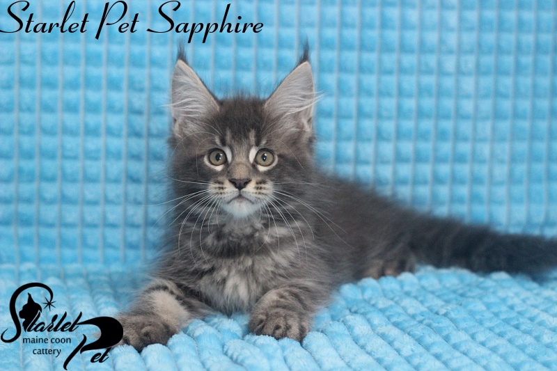 Starlet Pet Sapphire - maine-coon