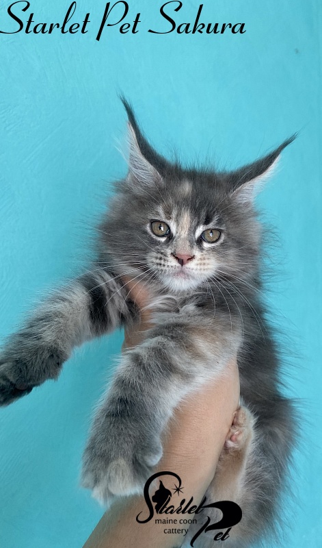 Starlet Pet Sakura - maine-coon