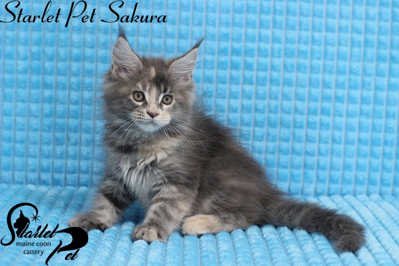 Starlet Pet Sakura - maine-coon