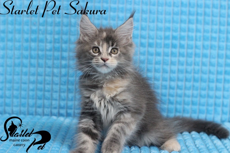 Starlet Pet Sakura - maine-coon