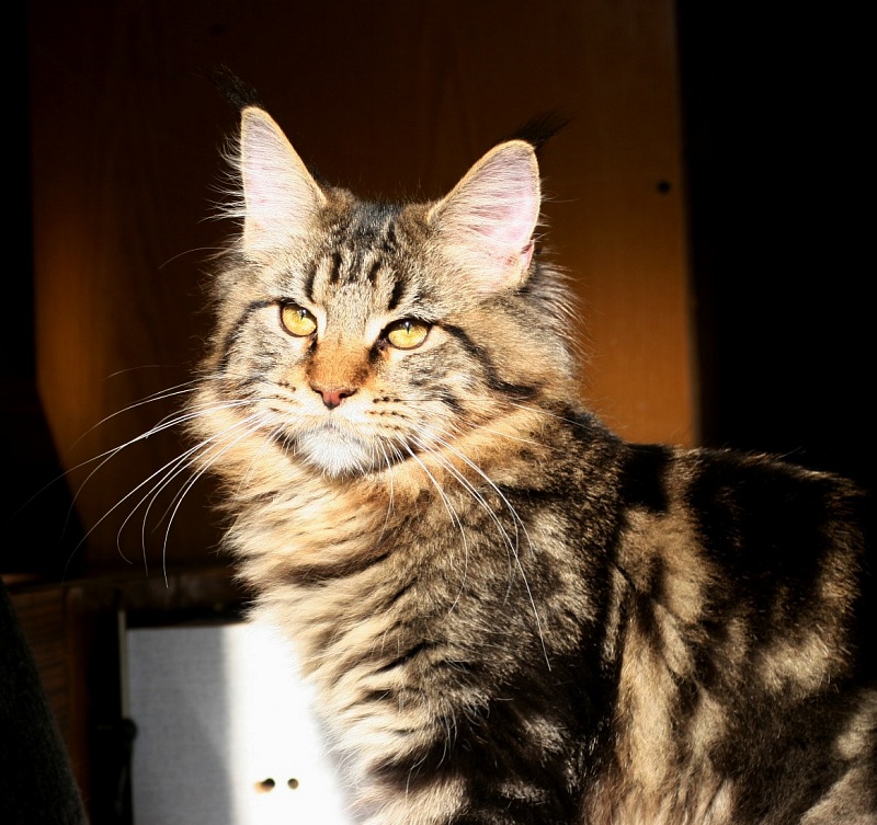 Yclept Heavy Bartalameo - maine-coon 10/26/2014