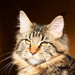 Yclept Heavy Bartalameo