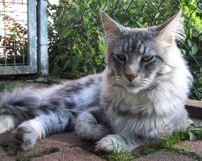 Kumskaka Many Waters of Belushies - мейн-кун