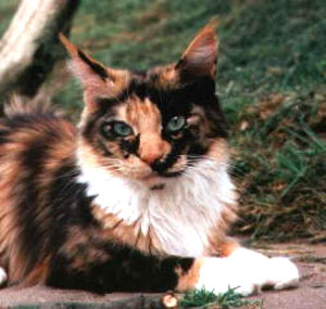 Willowplace Timbatou of Belushies - maine-coon