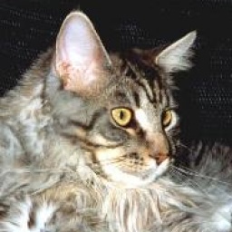 Guldfakse Flash Gordon