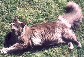 Mega Odessa - maine-coon
