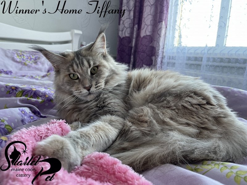 Winner's Home Tiffany - maine-coon