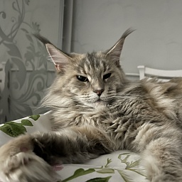 Winner's Home Tiffany